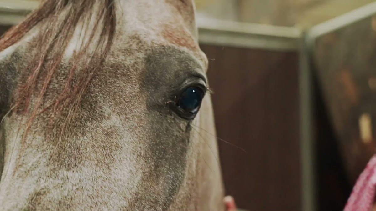 Qatar Horse